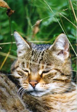 Katze