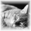 Muschi